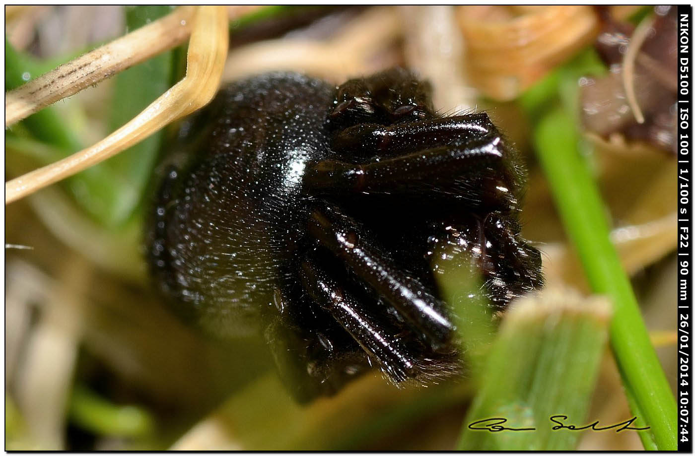 Steatoda paykulliana - Monte Santu Pedru (Alghero, SS)